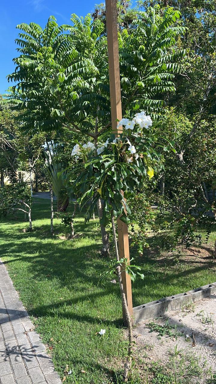 Árvores no jardim